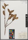 Foto von Salix L.